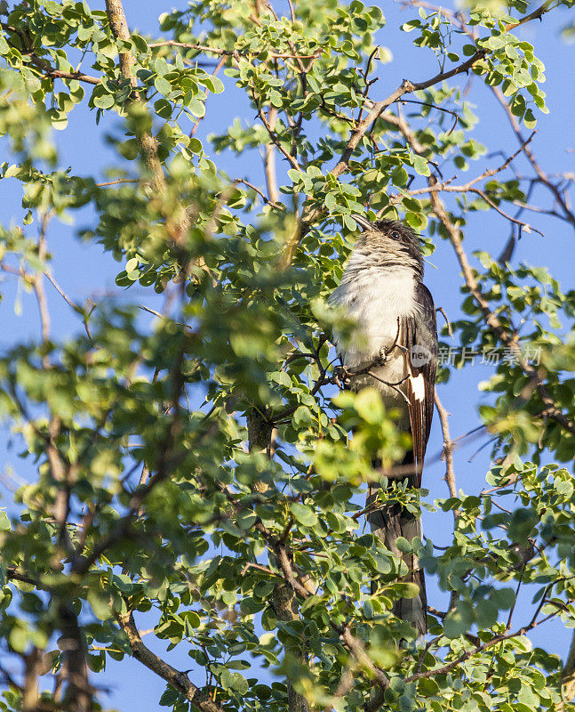 雅各宾布谷鸟，Clamator jacobinus，树;Etosha N.P，纳米比亚，非洲